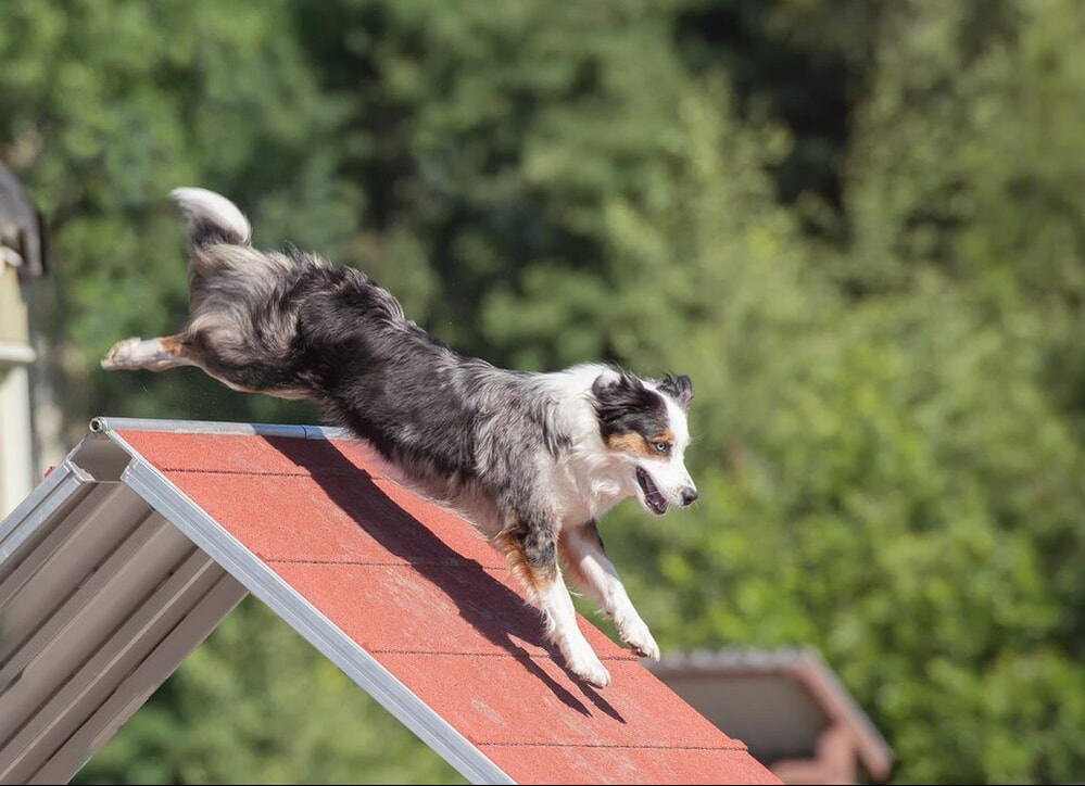 Bark in the Park TO, Woodbine Park, 1695 Queen St E, Toronto